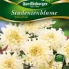 Studentenblumen Schneeball | Studentenblumensamen Von Quedlinburger -Compo Verkäufe 532194 Studentenblumen Schneeball von Quedlinburge