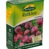 Rotklee 500 G | Gründünger Von Quedlinburger 2 Rotklee 500 G | Gründünger Von Quedlinburger -Compo Verkäufe 532623 Rotklee 500 g
