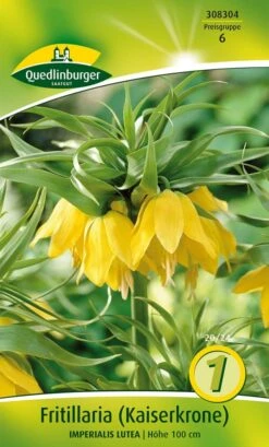 Kaiserkrone Lutea (1 Stück) | Kaiserkronenzwiebeln Von Quedlinburger