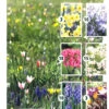 Verwilderung Mischung 6 Sorten (65 Stück) | Blumenzwiebelmischungen Von Quedlinburger -Compo Verkäufe 533139 Verwilderung Mischung 6 Sorten 65 Stueck 15025 qb 1