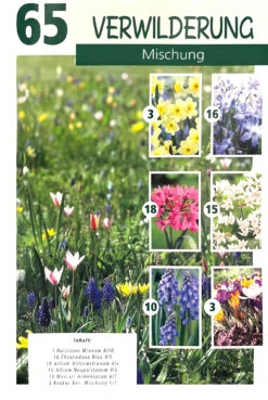 Verwilderung Mischung 6 Sorten (65 Stück) | Blumenzwiebelmischungen Von Quedlinburger