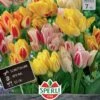 Tulpe Candy Club Mix (7 Stück) | Tulpenmischung Von Sperli -Compo Verkäufe 533195 Tulpe Candy Club Mix 7 Stueck 452082 0