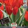 Wildtulpe Unicum (7 Stück) | Wildtulpe Von Sperli -Compo Verkäufe 533248 Wildtulpe Unicum 7 Stueck 456042 0