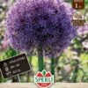 Zierlauch Globemaster (1 Stück) | Zierlauchzwiebeln Von Sperli