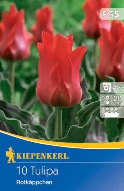 Greigii-Tulpe Rotkäppchen (10 Stück) | Tulpenzwiebeln Von Kiepenkerl