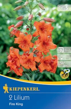 Lilie Fire King (2 Stück) | Lilienzwiebeln Von Kiepenkerl -Compo Verkäufe 533502 Lilie Fire King 2 Stueck 507784 0