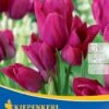 Mehrblütige Tulpe Night Club (7 Stück) | Tulpenzwiebeln Von Kiepenkerl -Compo Verkäufe 533519 Mehrbluetige Tulpe Night Club 7 Stueck 501270 0