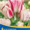 Mehrblütige Tulpe Candy Club (7 Stück) | Tulpenzwiebeln Von Kiepenkerl -Compo Verkäufe 533521 Mehrbluetige Tulpe Candy Club 7 Stueck 501362 0