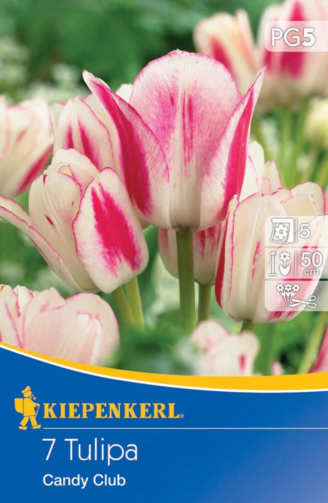 Mehrblütige Tulpe Candy Club (7 Stück) | Tulpenzwiebeln Von Kiepenkerl 3 Mehrblütige Tulpe Candy Club (7 Stück) | Tulpenzwiebeln Von Kiepenkerl