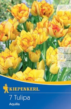 Mehrblütige Tulpen Aquilla (7 Stück) | Tulpenzwiebeln Von Kiepenkerl -Compo Verkäufe 533522 Mehrbluetige Tulpen Aquilla 7 Stueck 501430 0