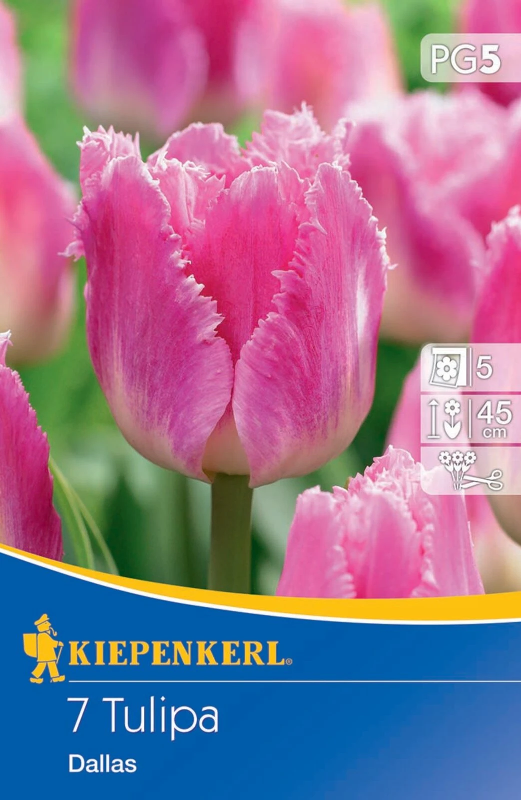 Gefranste Tulpe Dallas (7 Stück) | Tulpenzwiebeln Von Kiepenkerl 4 Gefranste Tulpe Dallas (7 Stück) | Tulpenzwiebeln Von Kiepenkerl – Bild 2