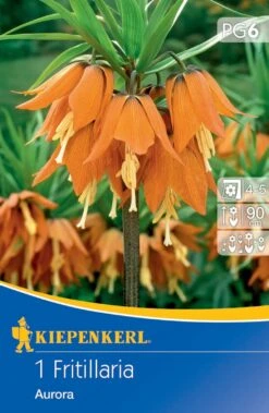 Kaiserkrone Aurora (1 Stück) | Kaiserkronenzwiebeln Von Kiepenkerl