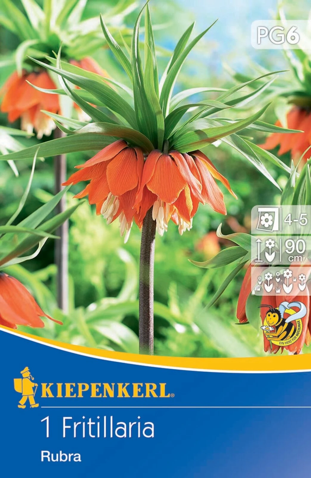 Kaiserkrone Rubra (1 Stück) | Kaiserkronenzwiebeln Von Kiepenkerl 3 Kaiserkrone Rubra (1 Stück) | Kaiserkronenzwiebeln Von Kiepenkerl