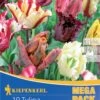 Mega-Pack Papagei Tulpe Papageien Mischung (12 Stück) | Tulpenzwiebeln Von Kiepenkerl -Compo Verkäufe 533587 Mega Pack Papagei Tulpe Papageien Mischung 12 Stueck 598751 0