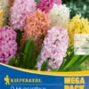 Mega-Pack Hyazinthe Pastell Mischung (9 Stück) | Hyazinthenzwiebeln Von Kiepenkerl -Compo Verkäufe 533618 Mega Pack Hyazinthe Pastell Mischung 9 Stueck 508767 0