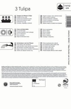 Gefüllte Späte Tulpe Ice Cream (3 Stück) | Tulpenzwiebeln Von Kiepenkerl