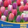 Mega-Pack Darwin-Hybrid-Tulpe Big Pride Mischung (17 Stück) | Tulpenzwiebeln Von Kiepenkerl -Compo Verkäufe 533649 Mega Pack Darwin Hybrid Tulpe Big Pride Mischung 17 Stueck 508552 0