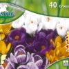 Großblumiger Krokus (35 Stück) | Krokuszwiebeln Von Pegasus -Compo Verkäufe 533653 Grossblumiger Krokus 40 Stueck 593817 0