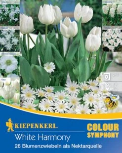 Colour Symphony White Harmony (26 Stück) | Blumenzwiebelmischungen Von Kiepenkerl