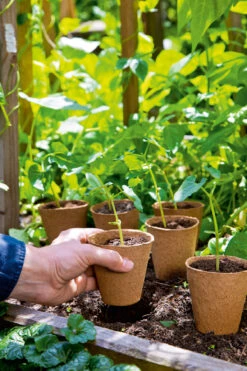 8 Cm Anzuchttopf Rund (48 Stück) | Anzuchttöpfe Von Romberg -Compo Verkäufe 535214 8 cm Anzuchttopf rund 48 Stueck 10091108 1