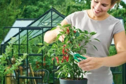 Ernteschere "Curved" | Gartenscheren Von Romberg