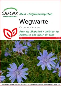 Wegwarte | Heilpflanzensamen Von Saflax