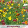 Meissner Blütenfeuerwerk (100 G) | Bienenwiese Von Küpper -Compo Verkäufe 537920 Meissner Bluetenfeuerwerk 100 g