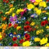 Blumenwiese Werratal (1 Kg) | Insektenwiese Von Küpper -Compo Verkäufe 537926 Werratal 1 kg
