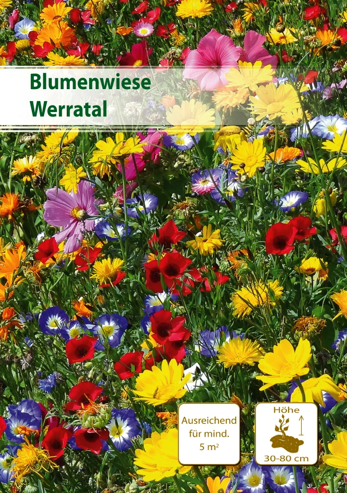 Blumenwiese Werratal 5 M² | Blumenmischung Von Küpper 3 Blumenwiese Werratal 5 M² | Blumenmischung Von Küpper