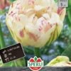 Tulpe Danceline (5 Stück) | Tulpenzwiebeln Von Sperli -Compo Verkäufe 537954 Tulpe Danceline 5 Stueck 453249 0