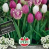 Tulpenmischung Violet Charme (18 Stück) | Tulpenmischung Von Sperli -Compo Verkäufe 538015 Tulpenmischung Violet Charme 18 Stueck 464535 0