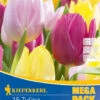 Mega-Pack Einfache Frühe Tulpe Princen Mischung (15 Stück) | Tulpenzwiebeln Von Kiepenkerl -Compo Verkäufe 538135 Mega Pack Einfache fruehe Tulpe Princen Mischung 15 Stueck 508101 0