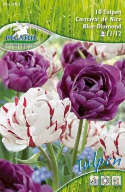 Compo Verkäufe 20 Tulpe Carnaval De Nice & Blue Diamond (10 Stück) | Tulpenzwiebeln Von Pegasus