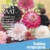 Witwenblume | BIO Wildblumensamen Von Reinsaat -Compo Verkäufe 540547 BIO Witwenblume B71 rs 0