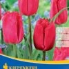 Gefranste Tulpe Makarska (7 Stück) | Tulpenzwiebeln Von Kiepenkerl -Compo Verkäufe 540694 Gefranste Tulpe Makarska 7 Stueck 501805 0