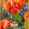 Tulpe Monte Orange (7 Stück) | Tulpenzwiebeln Von Sperli 1 Tulpe Monte Orange (7 Stück) | Tulpenzwiebeln Von Sperli -Compo Verkäufe 540703 Tulpe Monte Orange 7 Stueck 451085 0