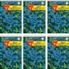 Vergissmeinnicht 10er Pack | Vergissmeinnichtsamen Von Frankonia Samen -Compo Verkäufe 540822 Vergissmeinnicht 10er Pack