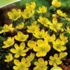 Eranthis Cilicica (Winterling) (15 Stück) | Blumenzwiebeln Von Quedlinburger -Compo Verkäufe 540837 Eranthis Cilicica Winterling 15 Stueck 308297 qb 0
