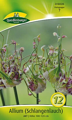 Allium Scorodoprasum Art (12 Stück) | Alliumzwiebeln Von Quedlinburger