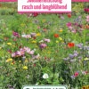 Blumenwiese Langanhaltende Sommermischung (100 G) | Blumensamen Von Bertrand 1 Blumenwiese Langanhaltende Sommermischung (100 G) | Blumensamen Von Bertrand -Compo Verkäufe 540957 Blumenwiese Sommermischung Rasch und Langbluehend 100 g