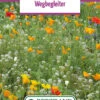Blumenwiese Blumen Für Straßenkanten (100 G) | Blumensamen Von Bertrand -Compo Verkäufe 540996 Blumenwiese Wegbegleiter 100 g
