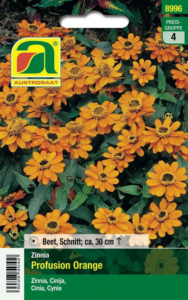 Zinnien Profusion Orange | Zinniensamen Von Austrosaat 4 Zinnien Profusion Orange | Zinniensamen Von Austrosaat – Bild 2