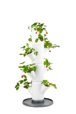 Sissi Strawberry Erdbeerturm Starter Weiß (4 Etagen) | Erdbeertürme Von Gusta Garden -Compo Verkäufe 543337 Sissi Strawberry Erdbeerturm starter weiss 4 Etagen
