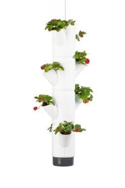 Sissi Strawberry Erdbeerturm Hanging Weiß (4 Etagen) | Erdbeertürme Von Gusta Garden -Compo Verkäufe 543597 Sissi Strawberry Hanging weiss 4 Etagen