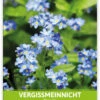 Vergissmeinnicht Für Werbezwecke (100 Tütchen) | Vergissmeinnichtsamen Von FLORTUS 2 Vergissmeinnicht Für Werbezwecke (100 Tütchen) | Vergissmeinnichtsamen Von FLORTUS -Compo Verkäufe 543600 Vergissmeinnicht fuer Werbezwecke 100 Tuetchen W5186 100x 2