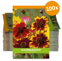 Schöngesicht Für Werbezwecke (100 Tütchen) | Schöngesichtsamen Von FLORTUS -Compo Verkäufe 543612 Schoengesicht fuer Werbezwecke 100 Tuetchen W5192 100x 0
