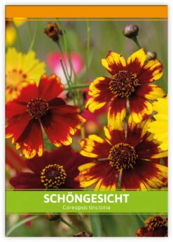 Schöngesicht Für Werbezwecke (100 Tütchen) | Schöngesichtsamen Von FLORTUS -Compo Verkäufe 543612 Schoengesicht fuer Werbezwecke 100 Tuetchen W5192 100x 2