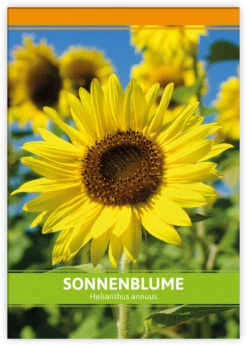 Sonnenblume Für Werbezwecke (100 Tütchen) | Sonnenblumensamen Von FLORTUS -Compo Verkäufe 543614 Sonnenblume fuer Werbezwecke 100 Tuetchen W5193 100x 2