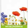 Wildblumenwiese Für Werbezwecke (100 Tütchen) | Wildblumensamen Von FLORTUS 2 Wildblumenwiese Für Werbezwecke (100 Tütchen) | Wildblumensamen Von FLORTUS -Compo Verkäufe 543622 Wildblumenwiese fuer Werbezwecke 100 Tuetchen W5197 100x 1