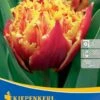 Gefranste Tulpe Golddust (7 Stück) | Tulpenzwiebeln Von Kiepenkerl -Compo Verkäufe 543942 Gefranste Tulpe Golddust 7 Stueck 504493 0